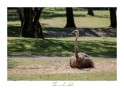 DSCF0340 (2)